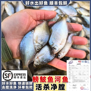 微山湖渔捕鳑鲏鱼小河鱼小杂鱼新鲜现杀去内脏丝光鱼四方皮鱼顺丰