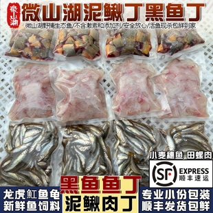 微山湖新鲜黑鱼丁黑鱼柳乌鱼丁泥鳅段乌龟喂养饲料龙虎魟鱼食河虾