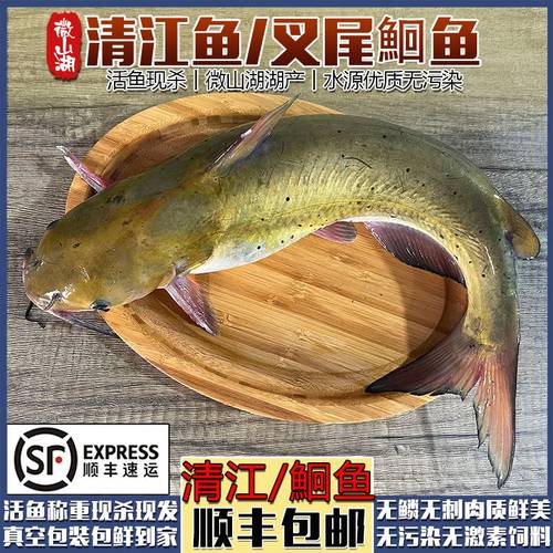 微山湖清江鱼叉尾鮰鱼活鱼开背杀