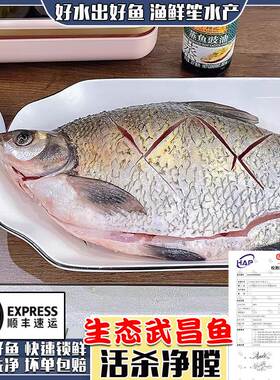 微山湖生态武昌鱼新鲜现杀顺丰
