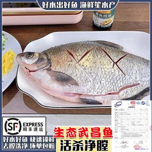 微山湖生态野捕武昌鱼新鲜活鱼现杀鳊鱼淡水鱼草扁鱼团头鲂发顺丰