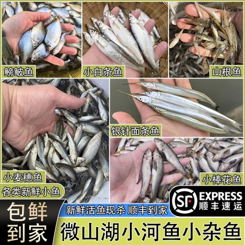微山湖新鲜小杂鱼淡水小河鱼顺丰
