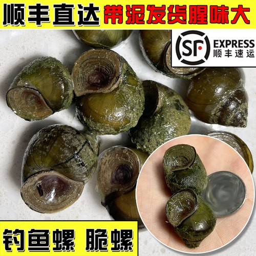 薄皮饵料水库钓黑坑青鱼田螺顺丰