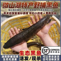 顺丰微山湖野捕黑鱼活发新鲜活的现杀乌鳢鱼片发财鱼炖汤术后滋补