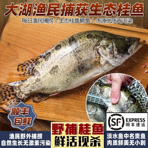 微山湖野捕桂鱼新鲜活鱼现杀鳜鱼