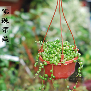 垂吊花卉 盆栽 【佛珠吊兰 】多肉植物 趣味 大棚直销