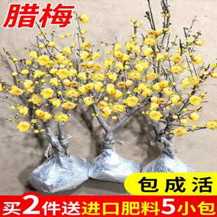 腊梅花树苗盆栽花卉素心腊梅盆景耐寒原生红梅花老桩阳台庭院海棠