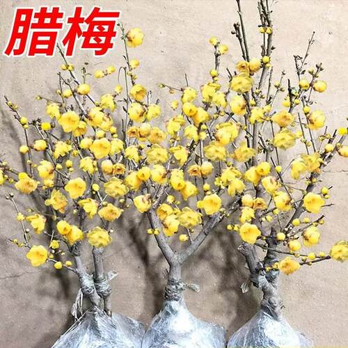 素心腊梅花卉盆景树苗耐寒盆栽原生海棠花腊梅老桩红梅花阳台庭院