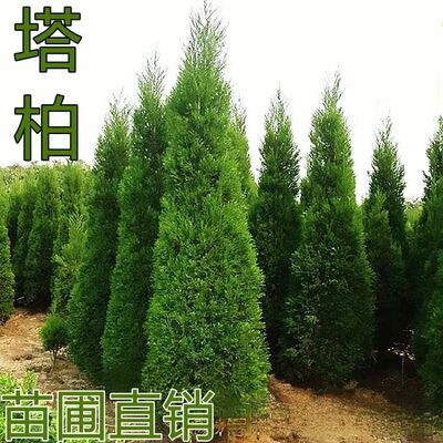 侧柏扫墓塔柏松清明扁柏蜀桧金柏龙柏松柏松树苗洒墓地松松