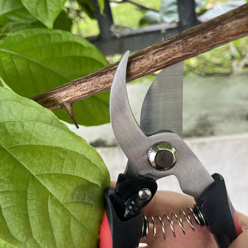园艺修枝剪不锈钢剪盆景果树修枝剪多功能葡萄花椒剪园林工具