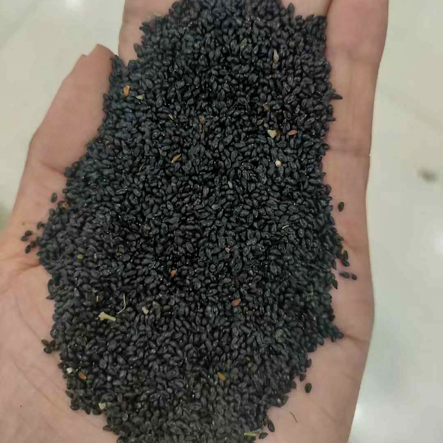 大花耧斗菜种子