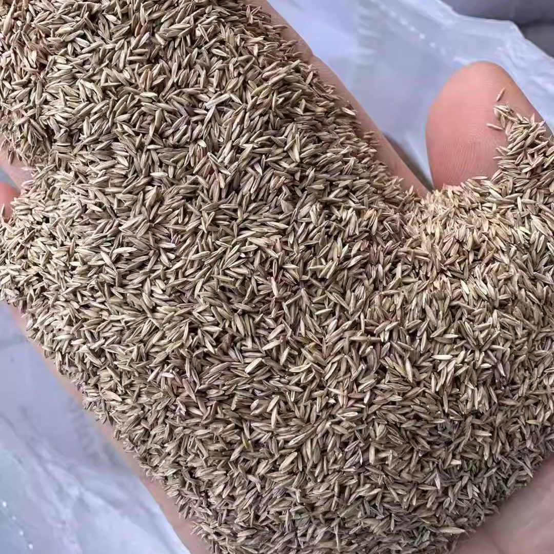 早熟禾种子一斤草籽草坪用