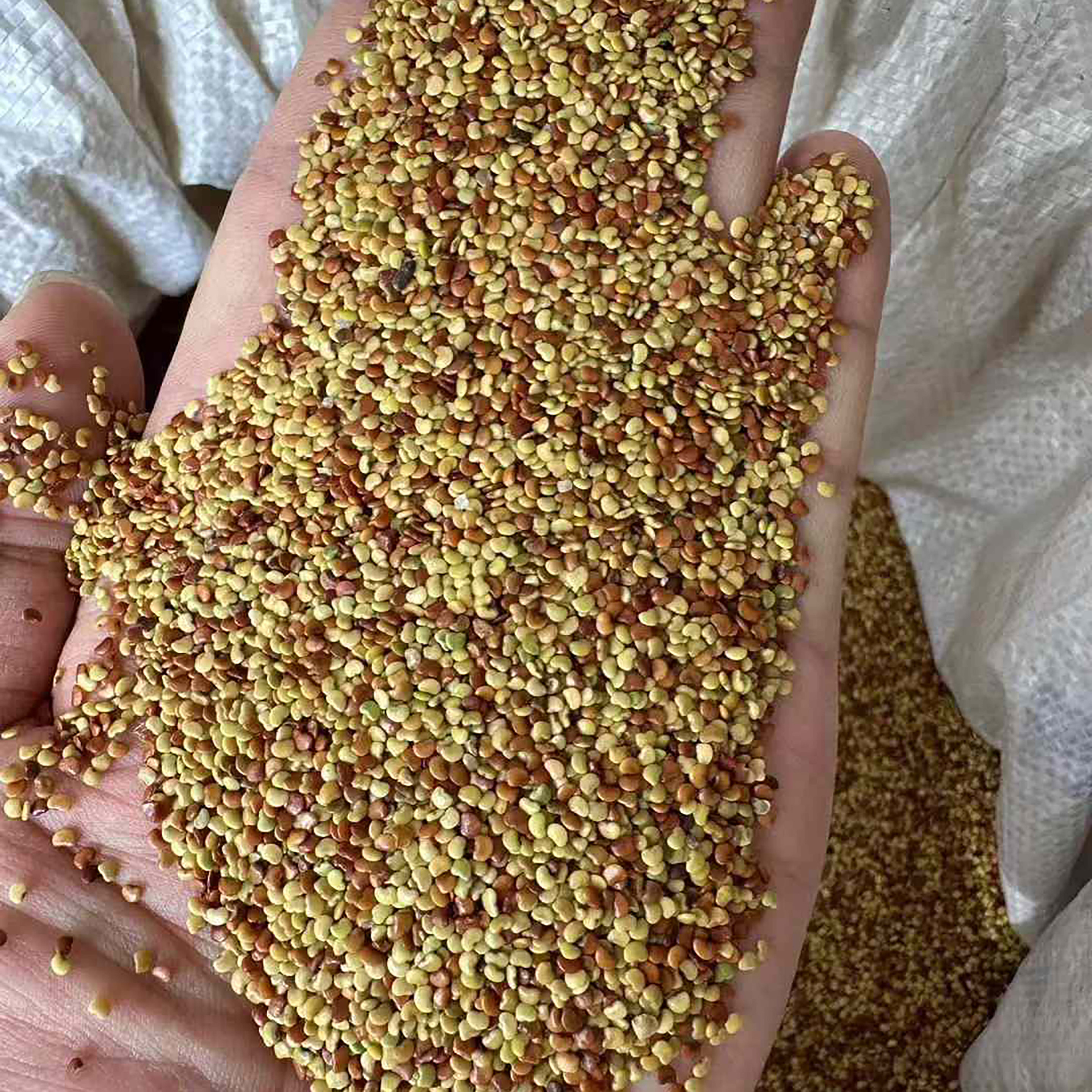 金钱草种子新货3