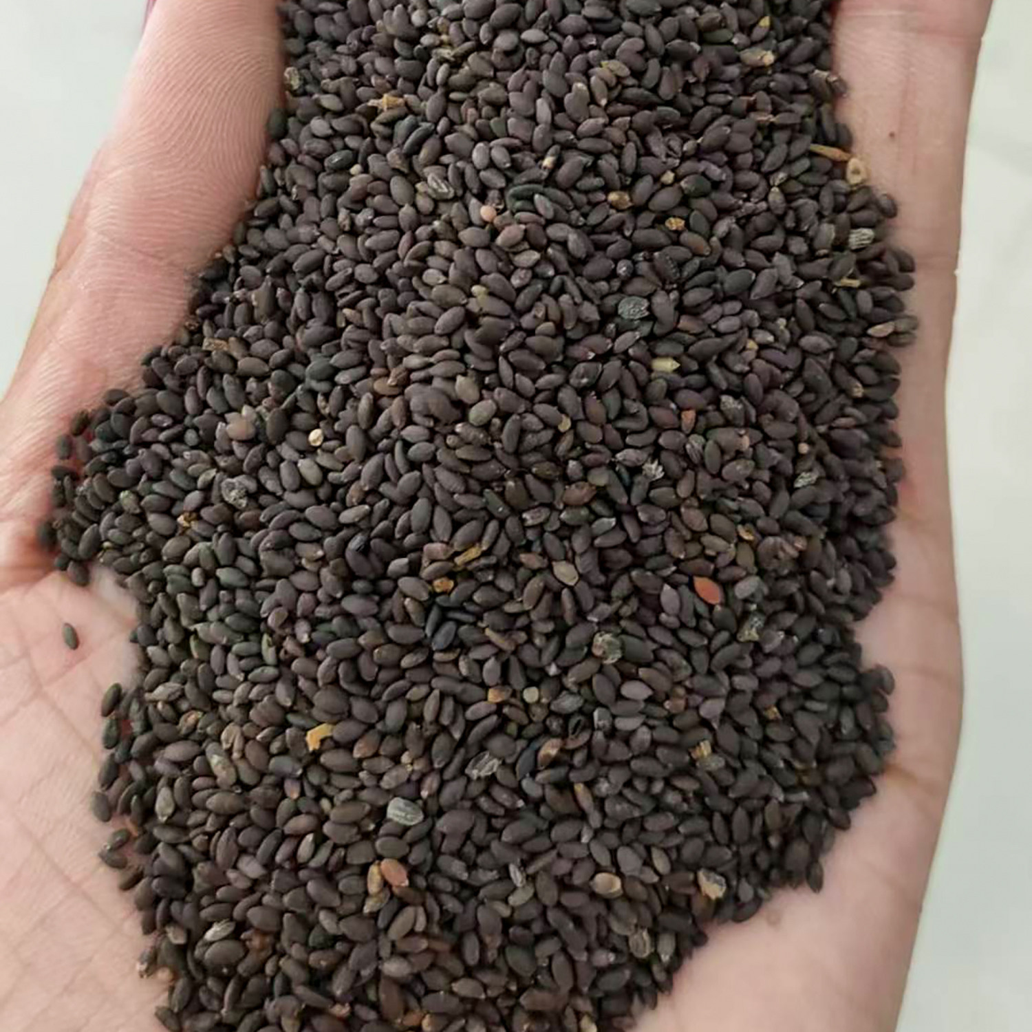 粉花鼠尾草种子