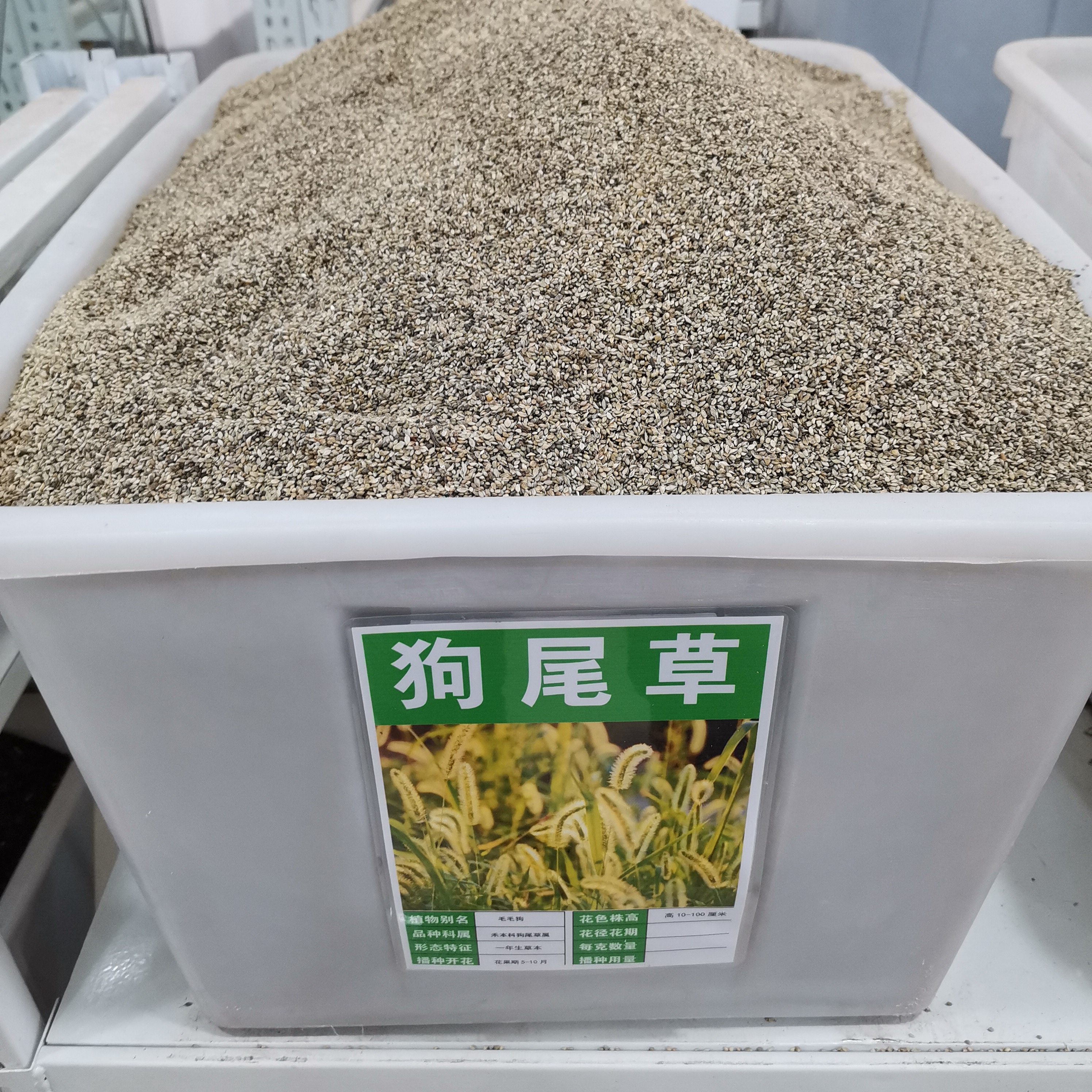 狗尾草种子