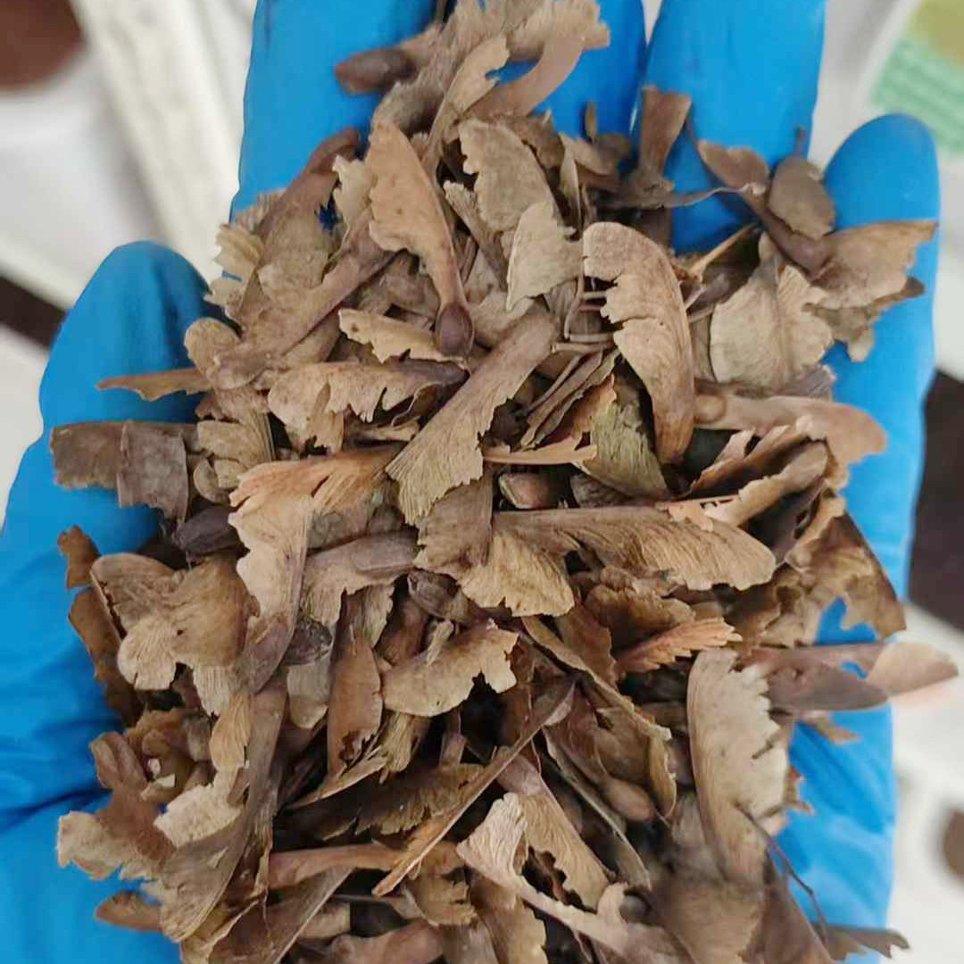 青枫种子4