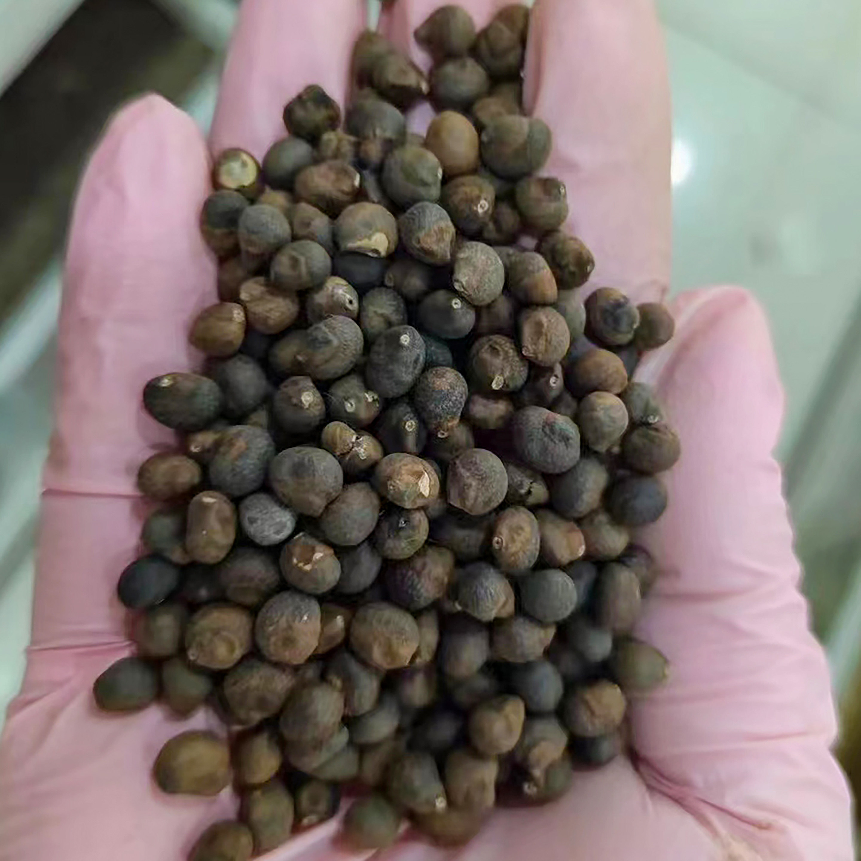 木棉种子绿化行道树用