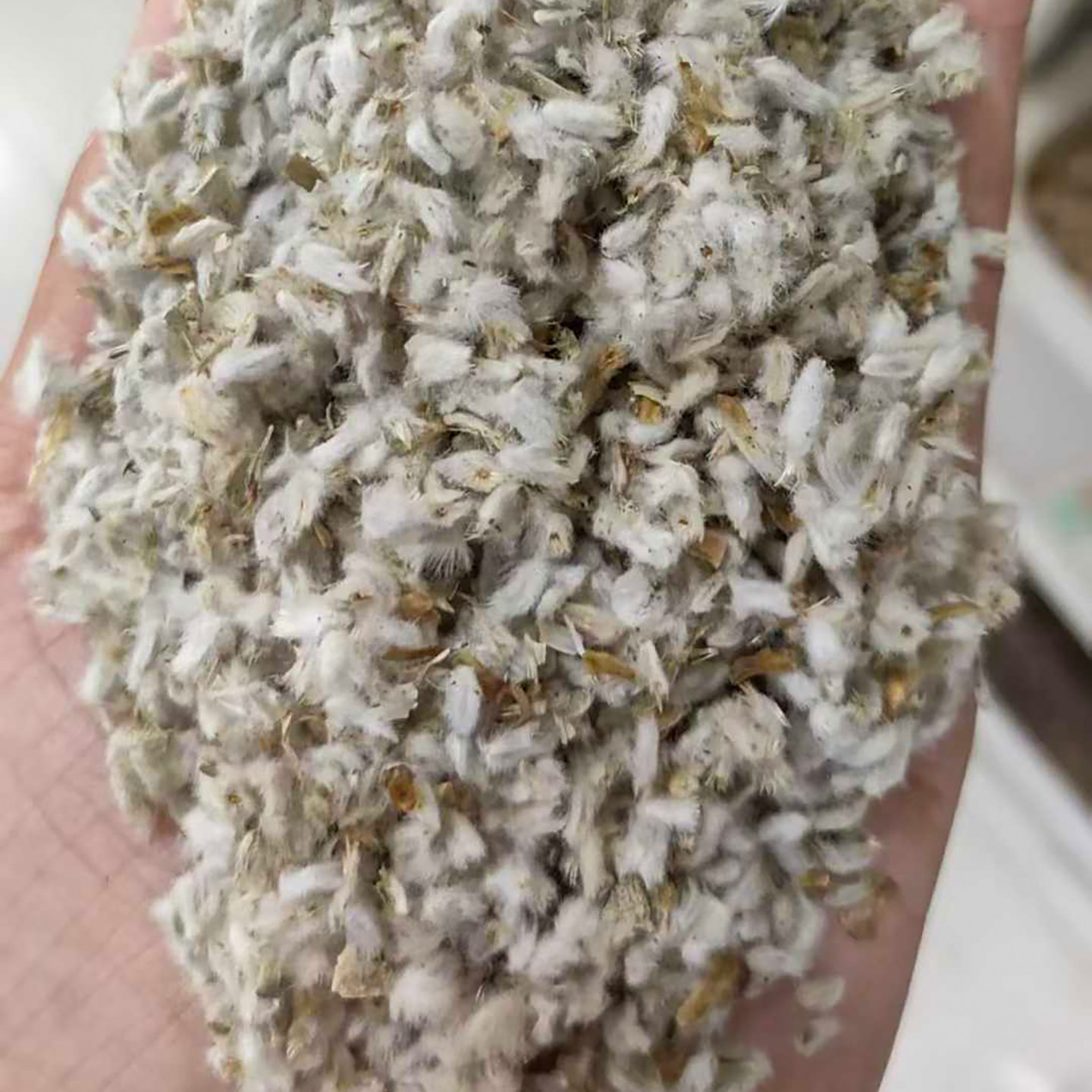 永生菊种子5