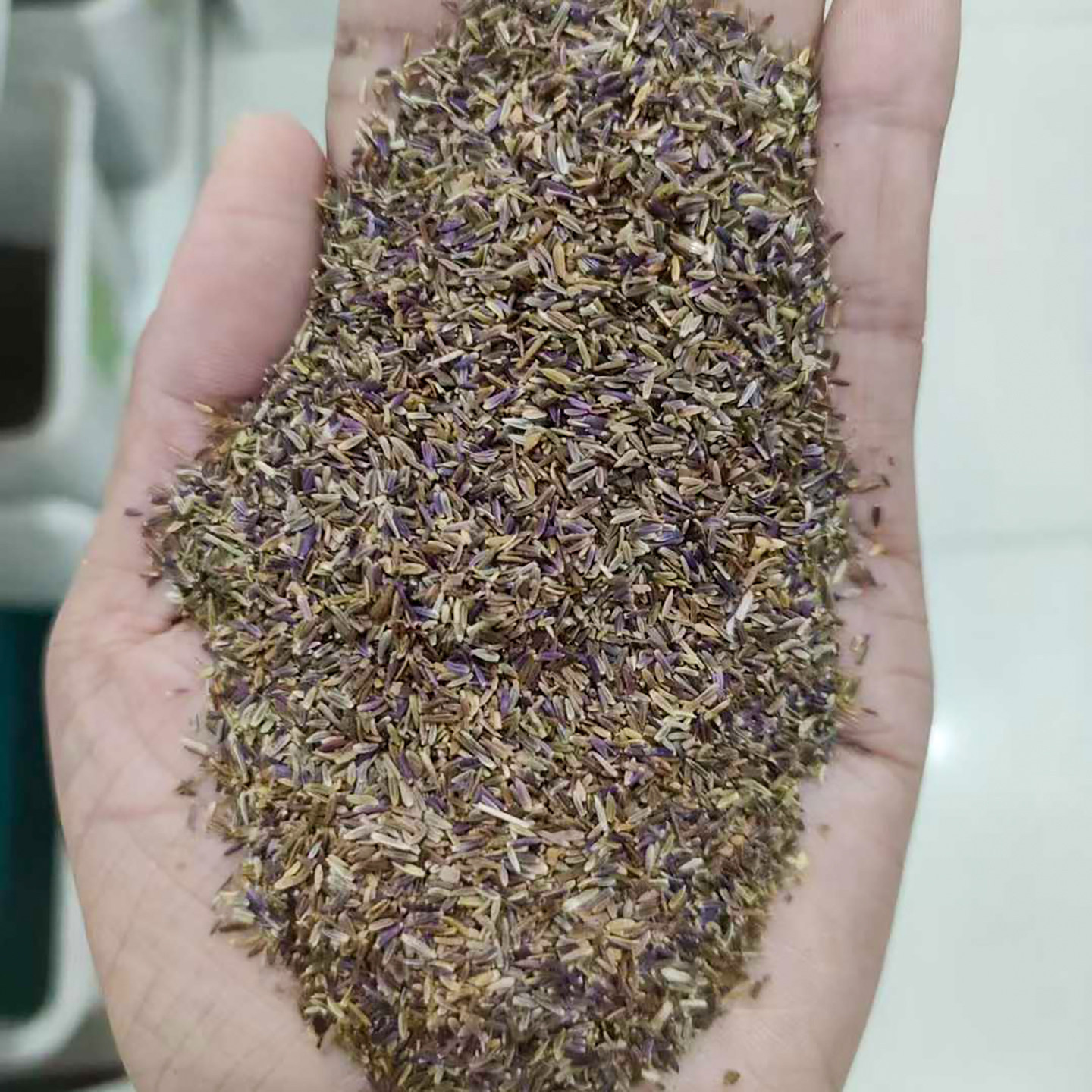 荷兰菊种子新货5