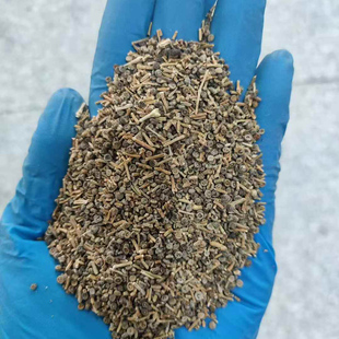 梭梭种子牧草琐琐种籽抗风沙护坡固土1