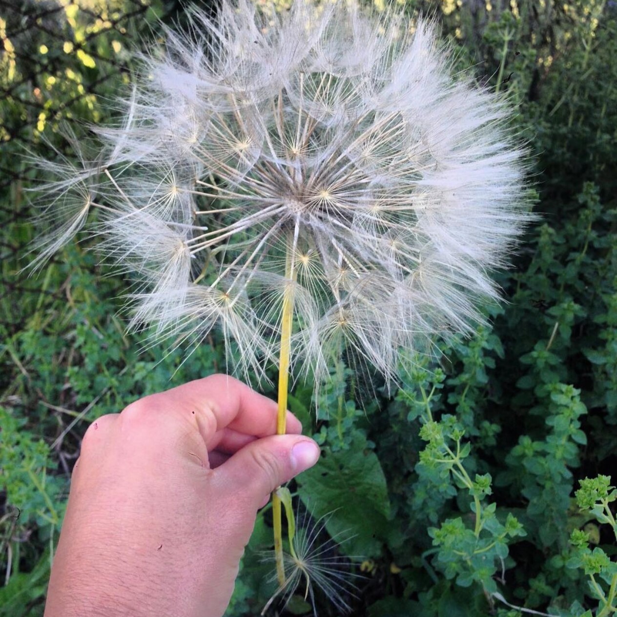 巨型蒲公英种子5