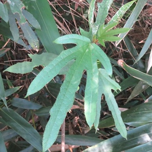 广西五指毛桃种子五叉虎五爪金龙种孑细叶种籽南方3