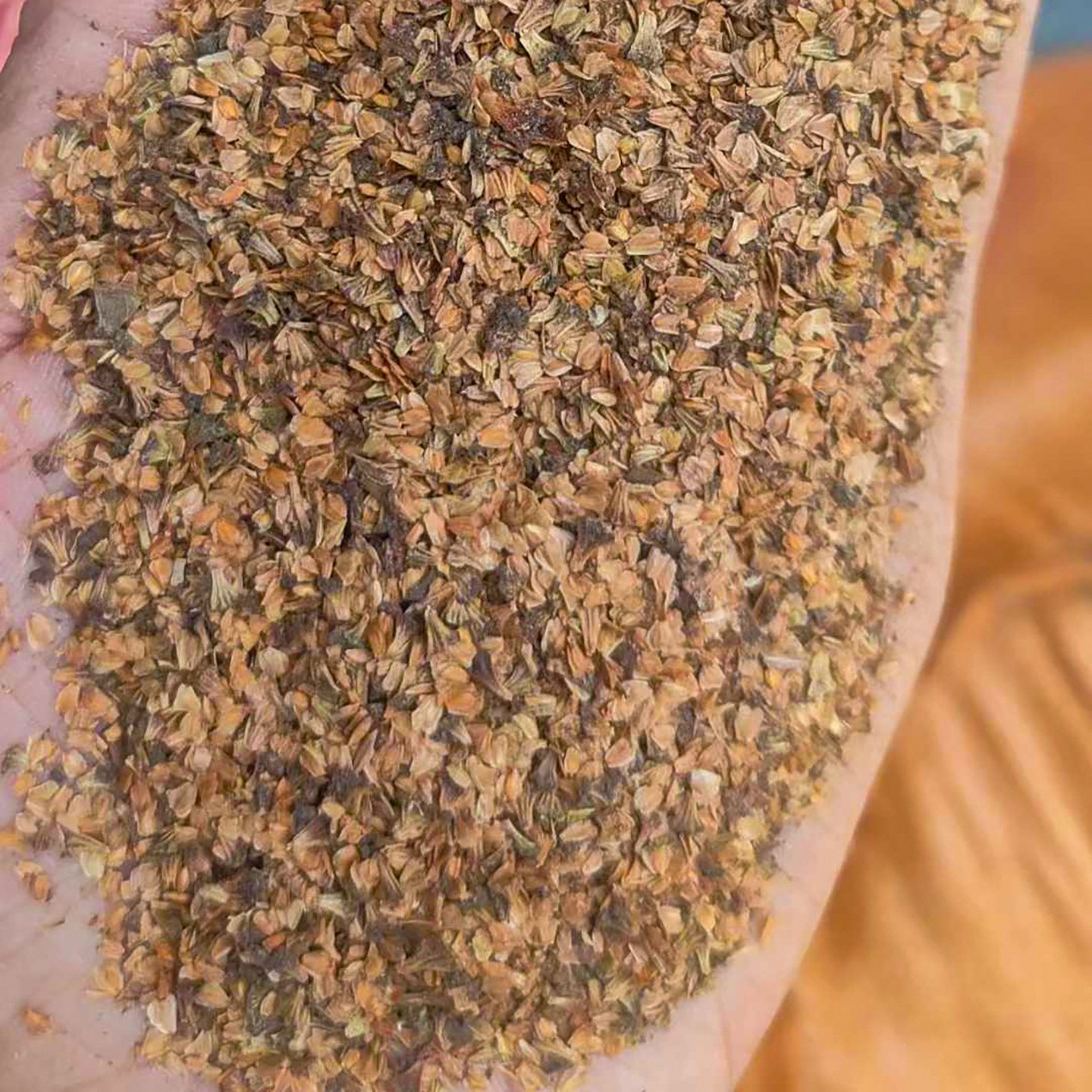 桤木种子荒山绿化种籽抗风沙护坡固土籽树种子4