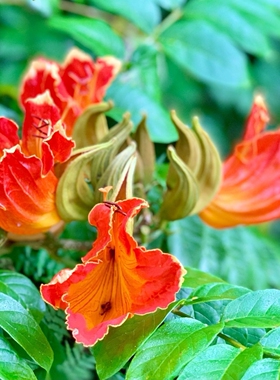 火焰木种子Spathodea campanulata Beauv.也叫苞萼木种籽4