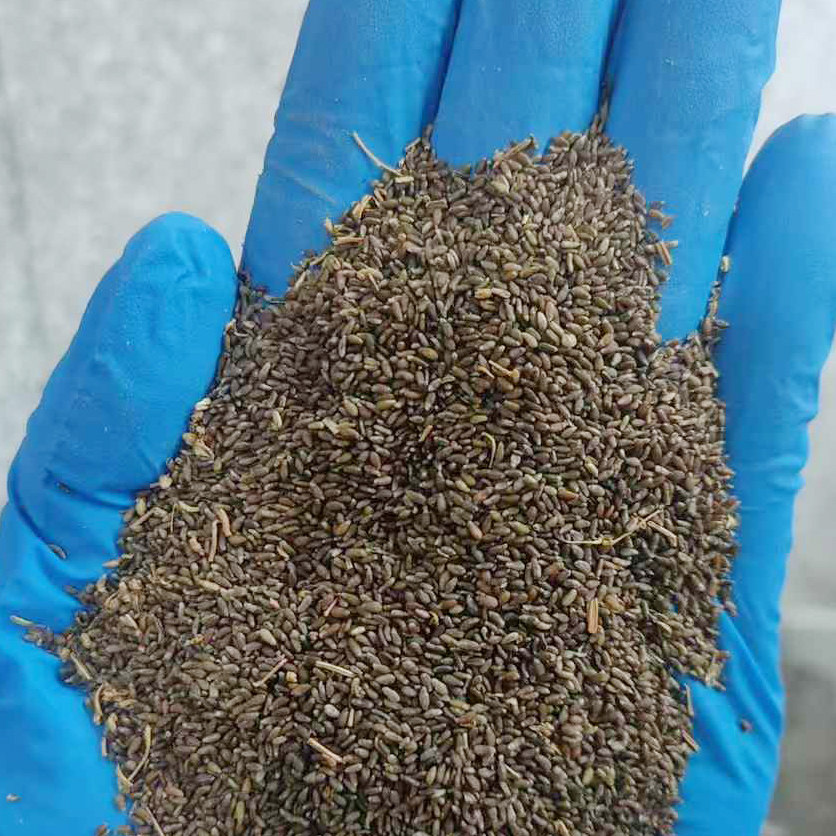 沙蒿种子沙蒿籽沙蒿子防沙籽固土护坡荒漠植被牧草种子1