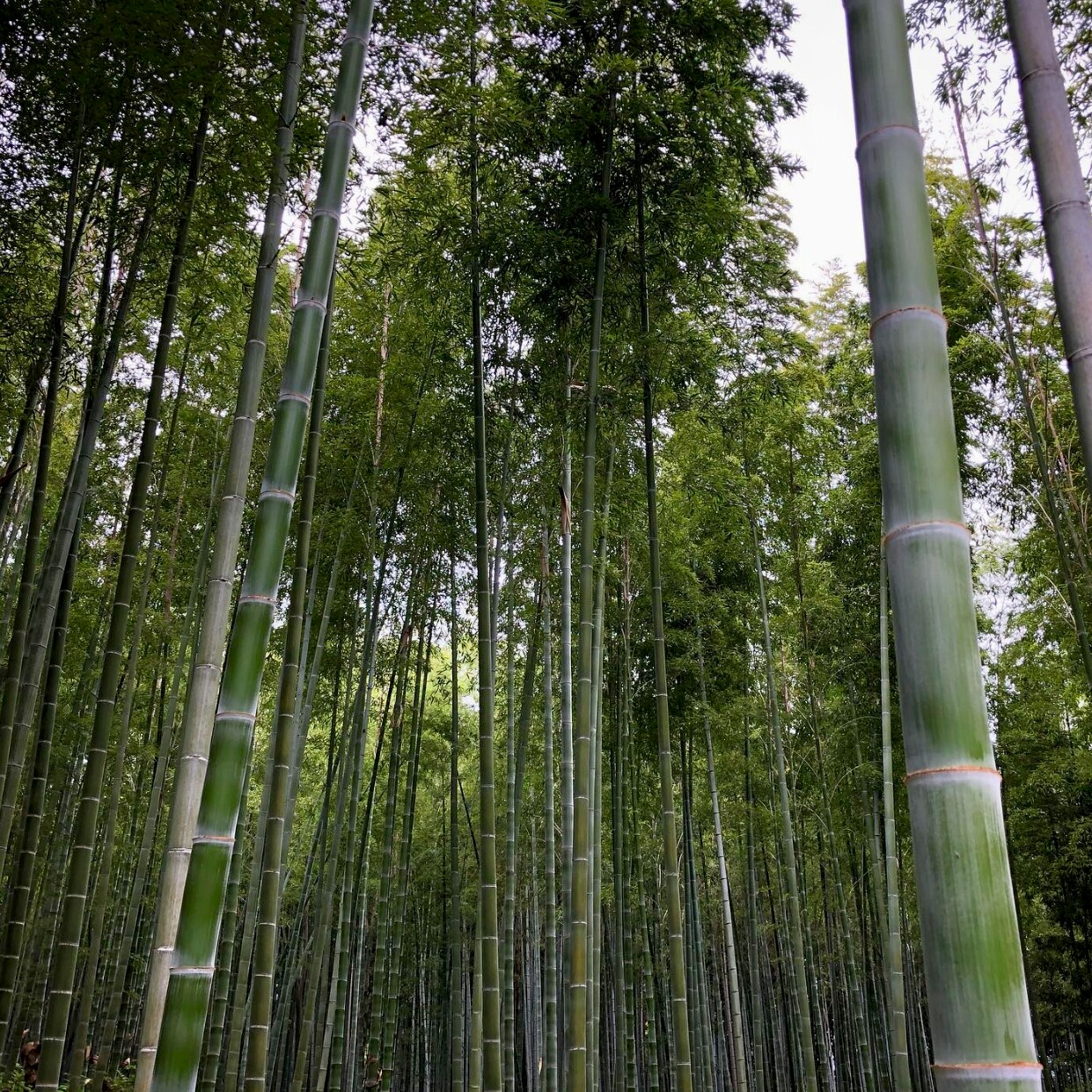 毛竹种子