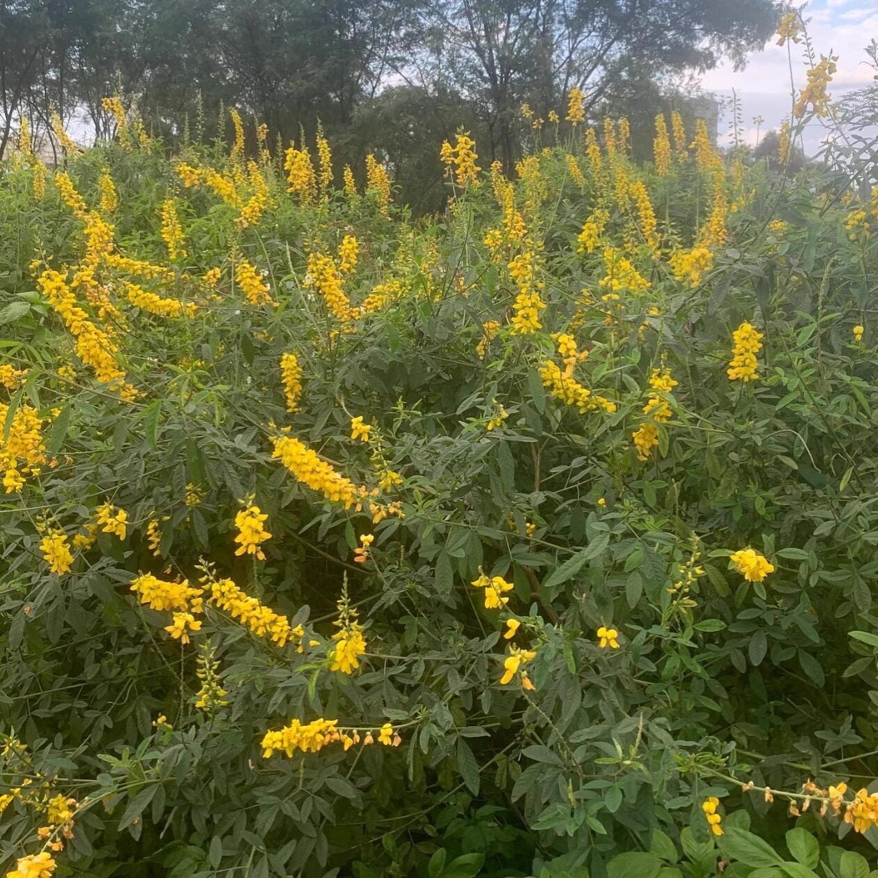 响铃草籽焚头草扫木木地焚地绿化种子草种1生态修复固土观花植物