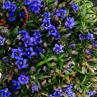 龙胆草种子草种子3