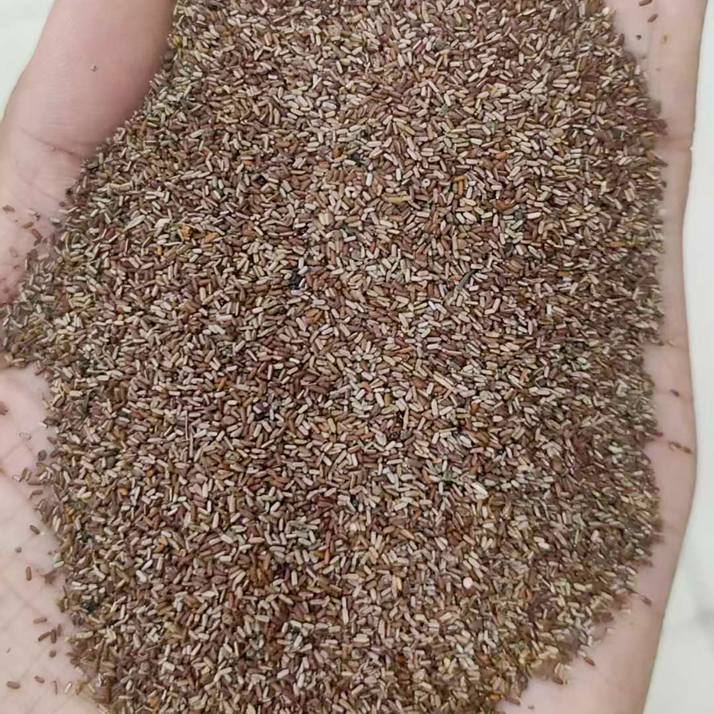 马鞭草种子