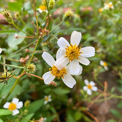 鬼针草籽白花翻白草种子