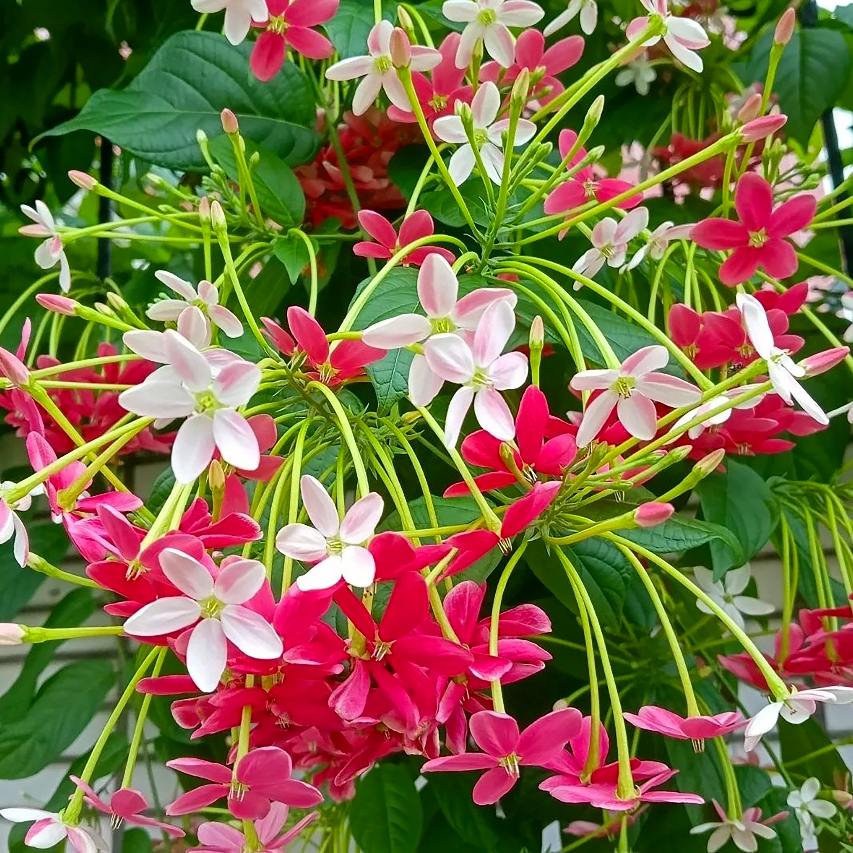 使君子种子一斤爬藤植物重瓣花