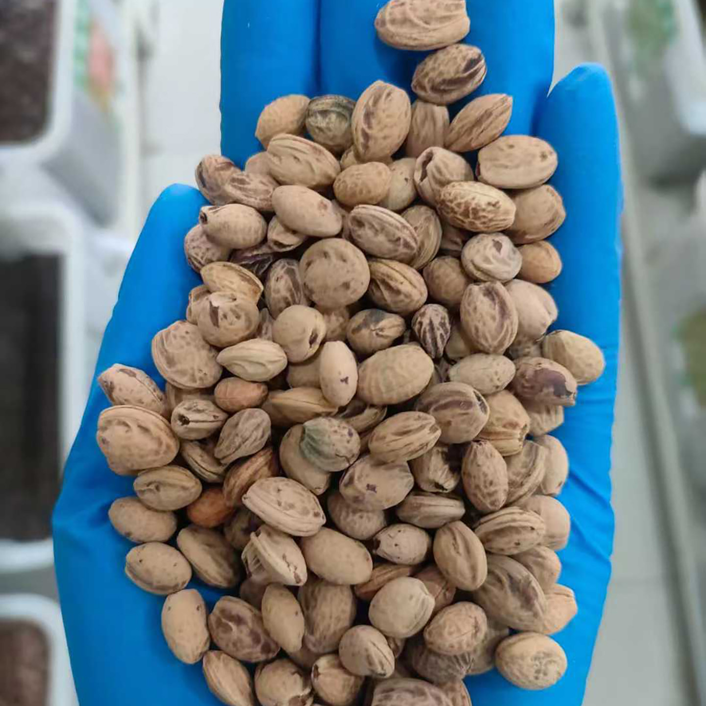 樱花种子4