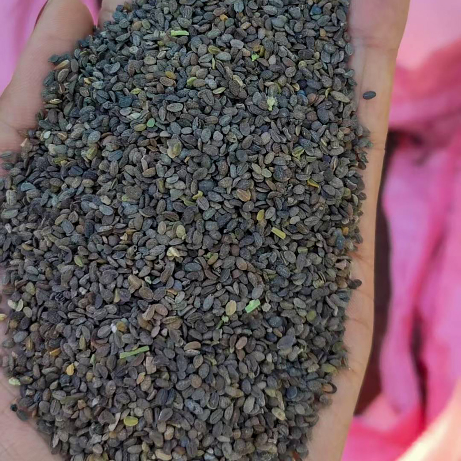 福禄考种子5