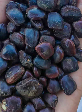 酸角种子罗望子酸豆种籽甜目坎甜角麻夯4多年生酸梅木罕种孑