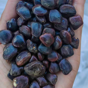 酸角种子罗望子酸豆种籽甜目坎甜角麻夯4多年生酸梅木罕种孑
