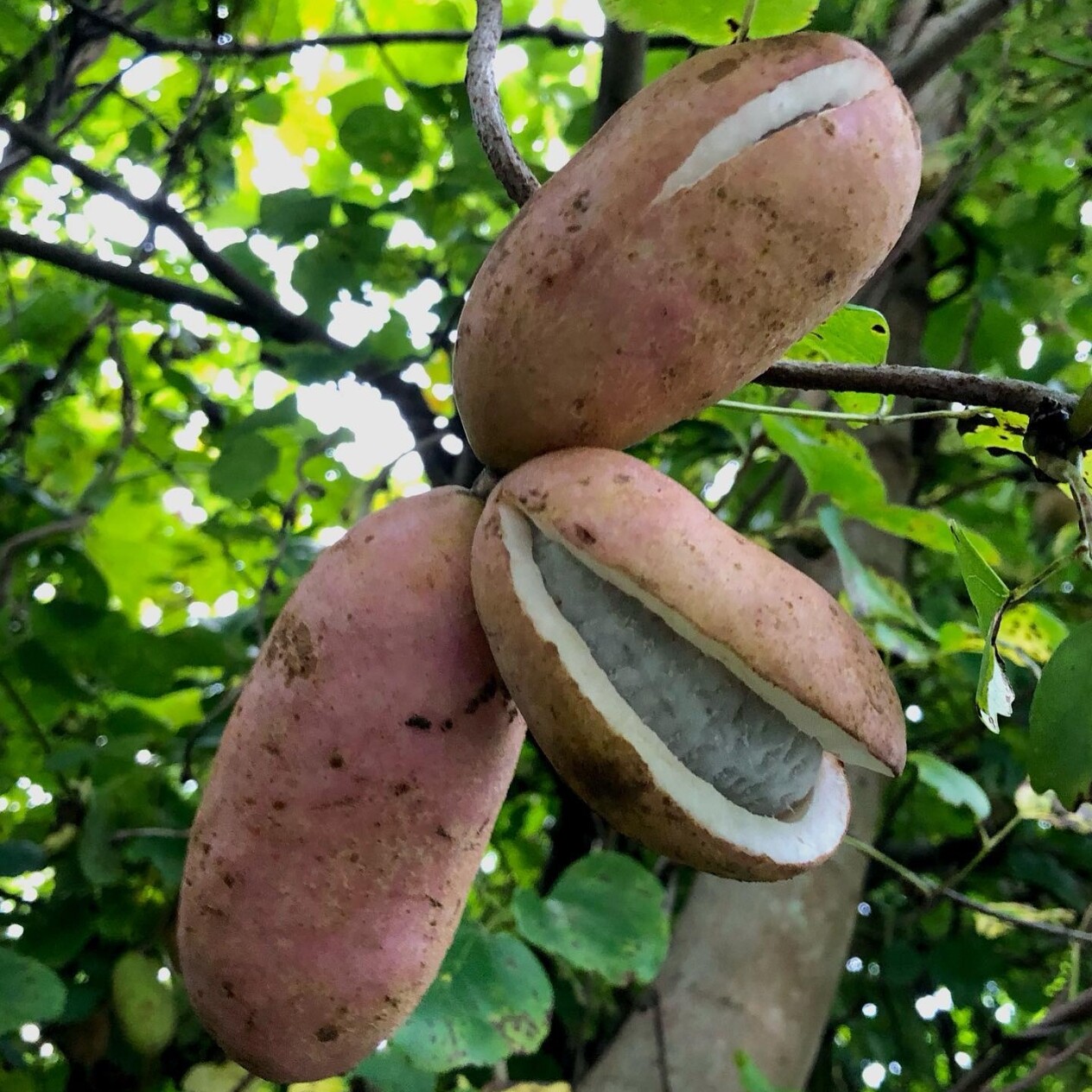 八月瓜种子紫果八月瓜树庭院爬藤植物水果八月炸种籽3
