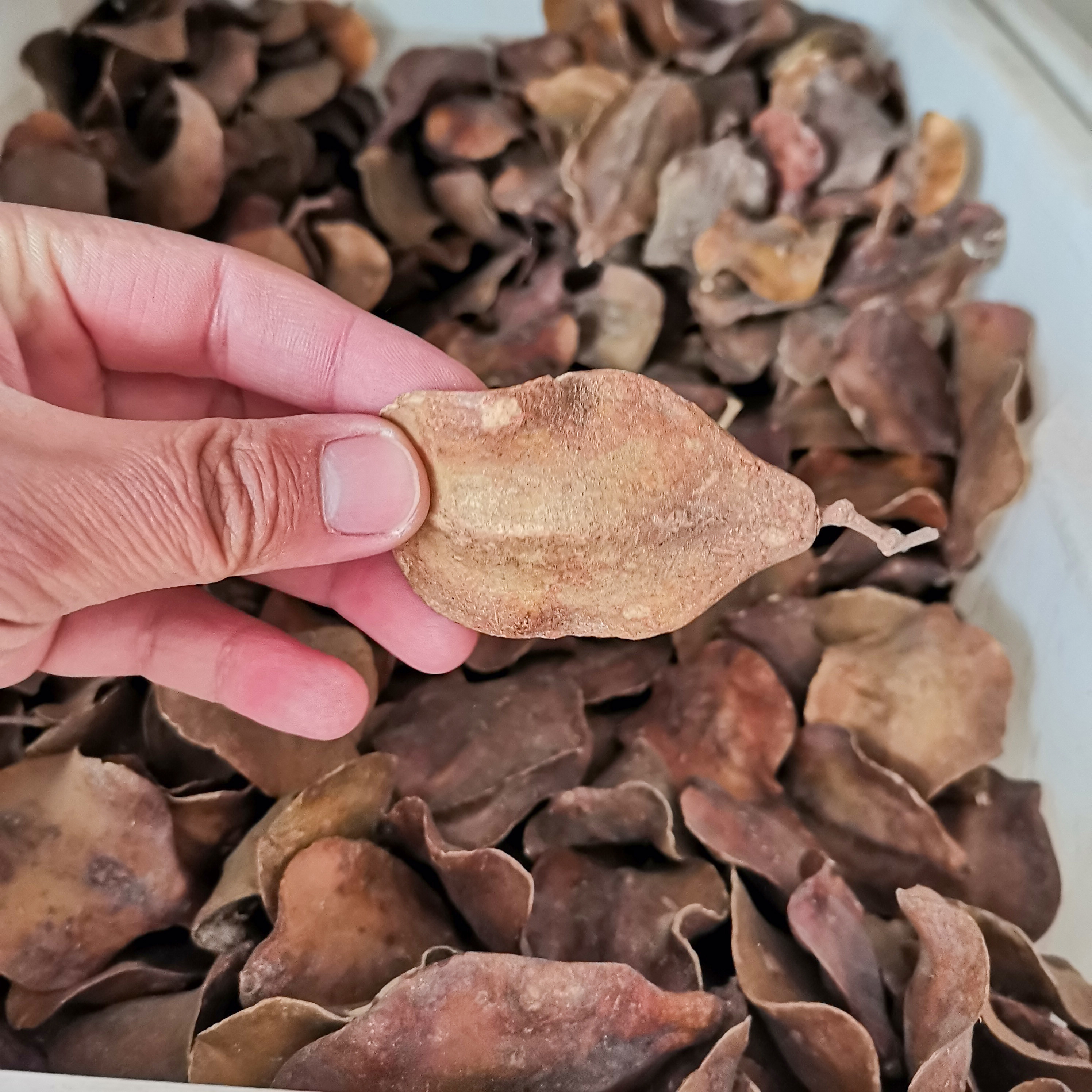 蓝花楹种子带壳可做饰品用
