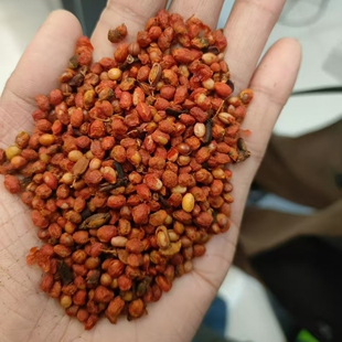 鬼箭羽种子卫矛六月凌四面锋蓖箕柴四棱树山鸡条子四面戟见肿消3