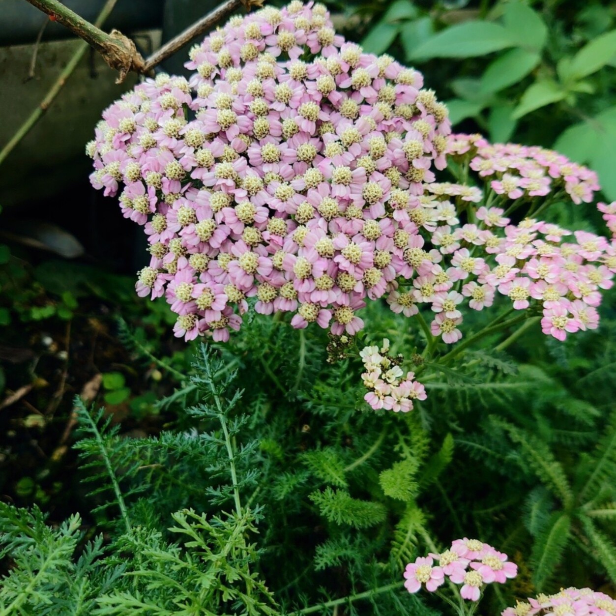 蓍草种子5