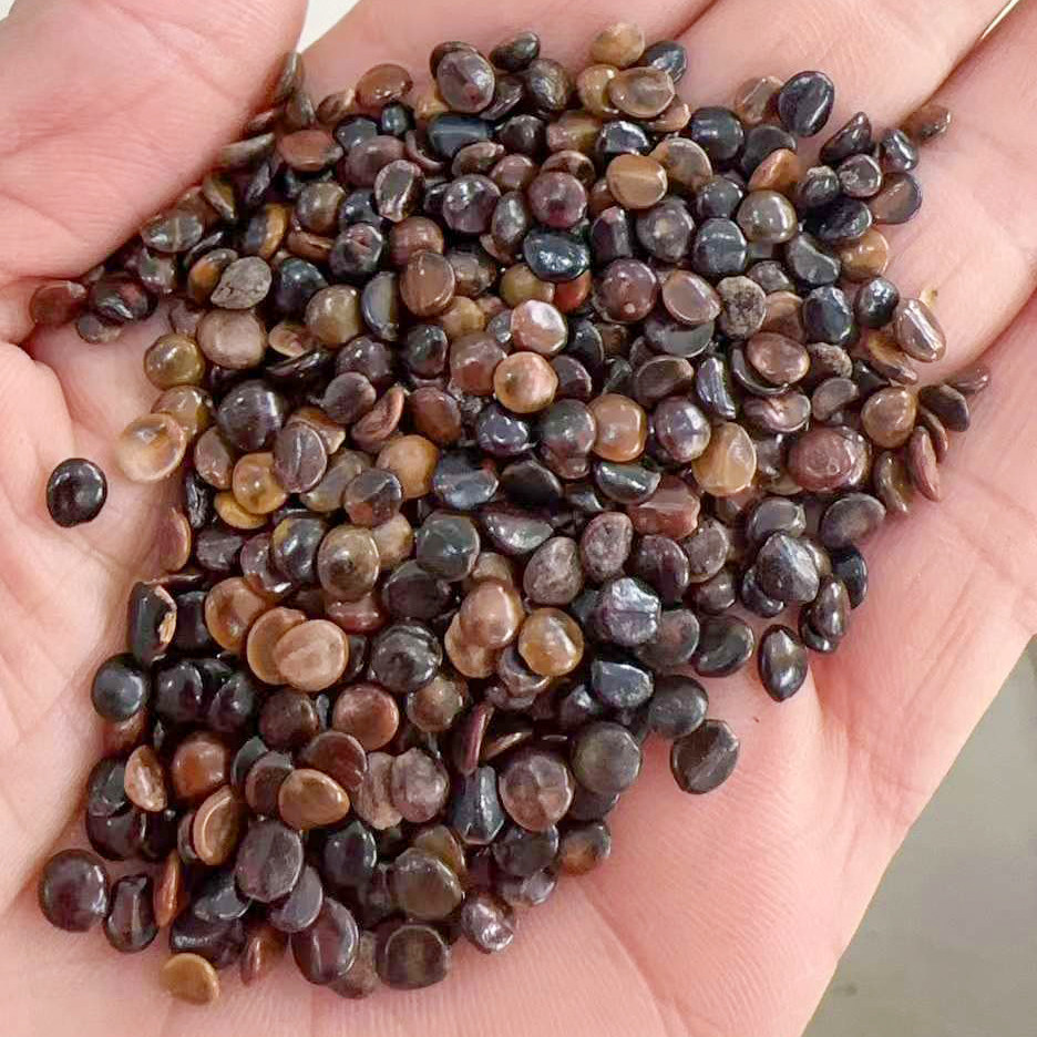 拐枣种子万寿果种籽万子梨鸡爪连金钩梨拐枣儿龙爪果树种子3