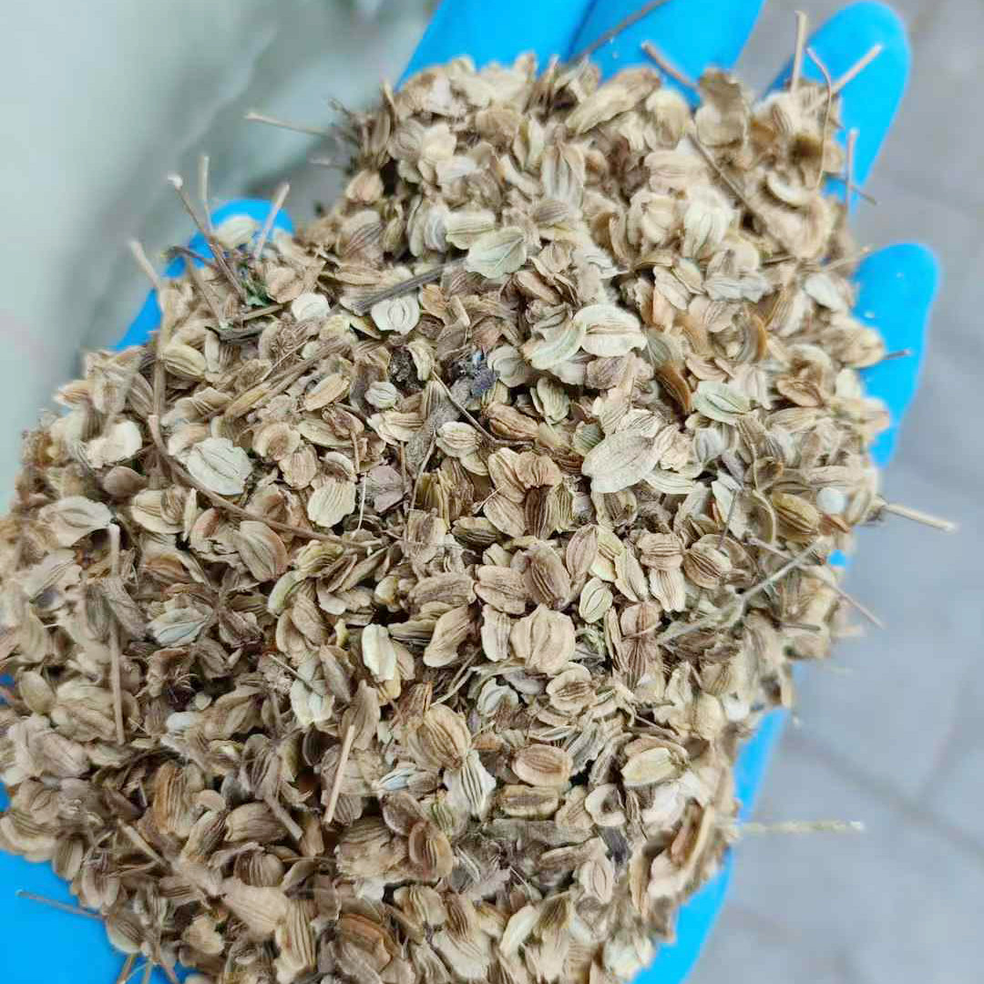 白芷种子3