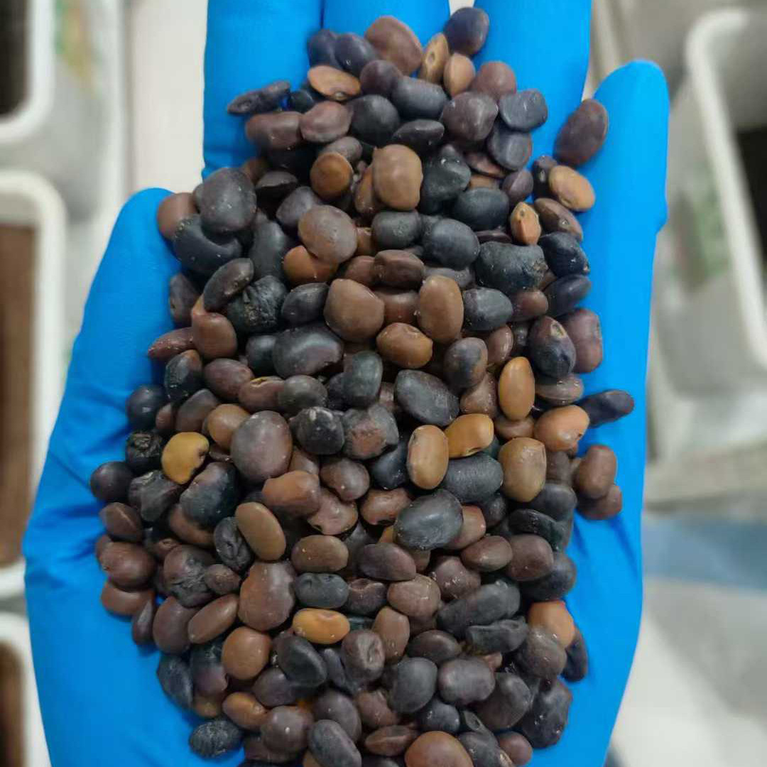 国槐种子种籽4绿化工程观叶种孑树种子
