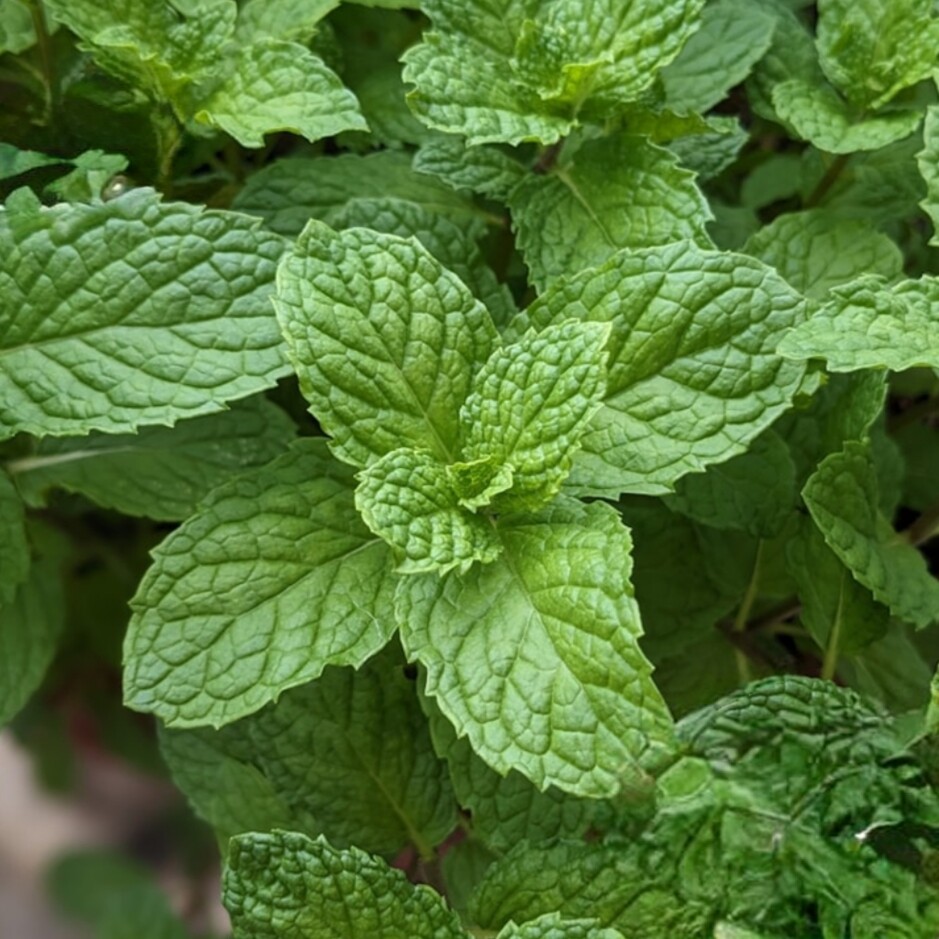 薄荷种子四季多年生香草用