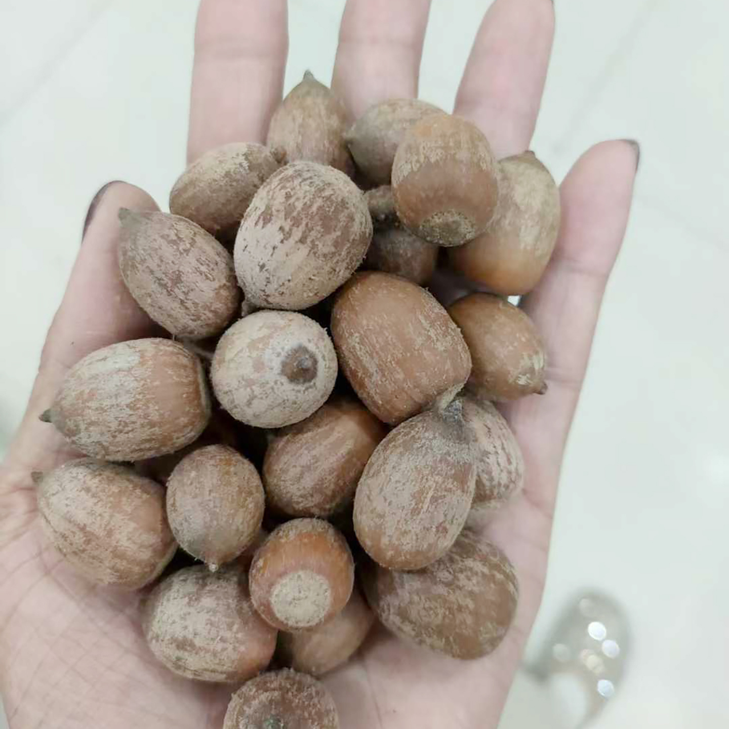 德州栎种子也叫纳塔栎、娜塔栎、德克萨斯栎种子4