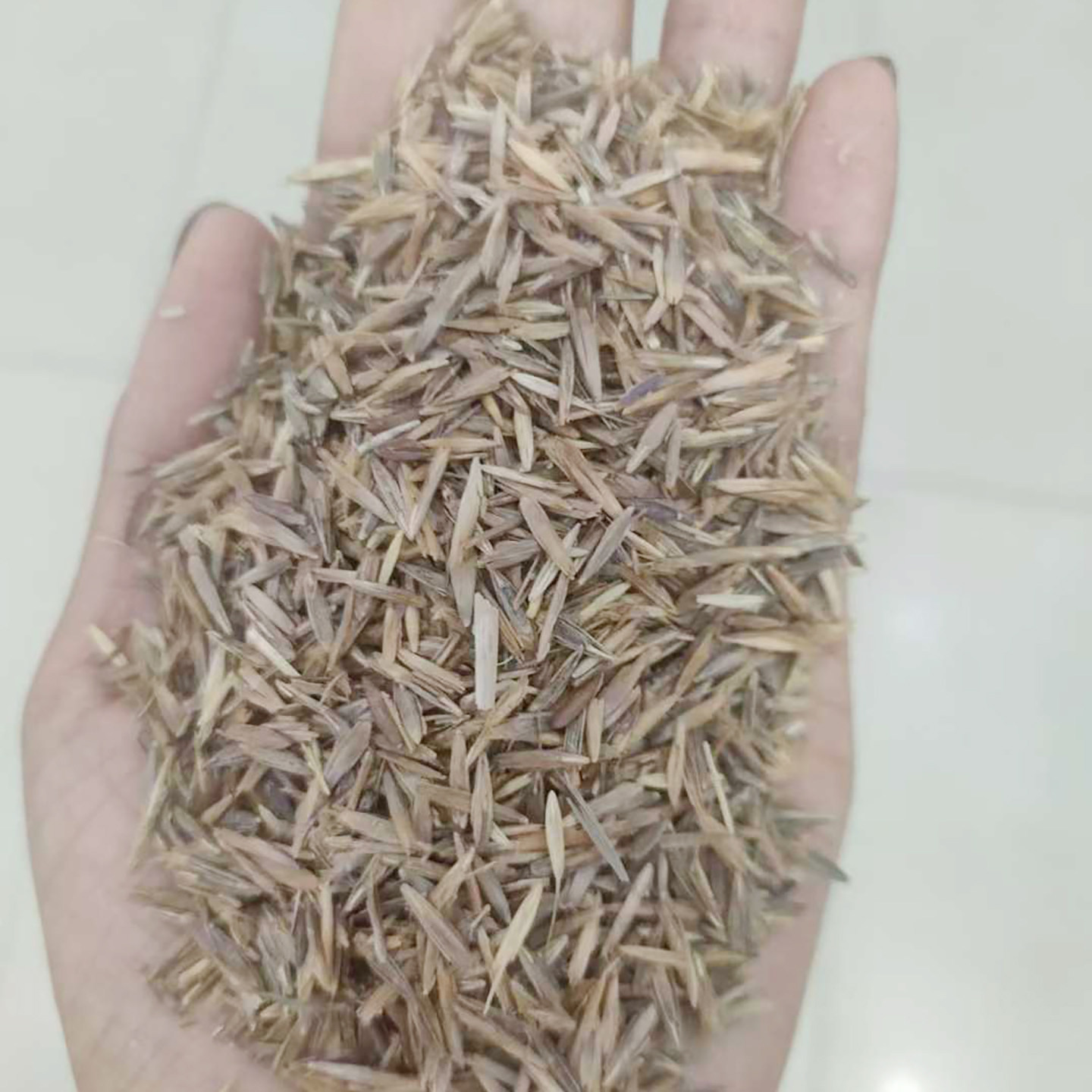 无芒雀麦种子禾萱草无芒草光雀麦人工草场环保固沙种籽草牧草1