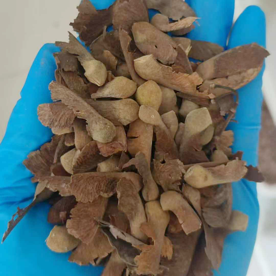 血皮槭种子4